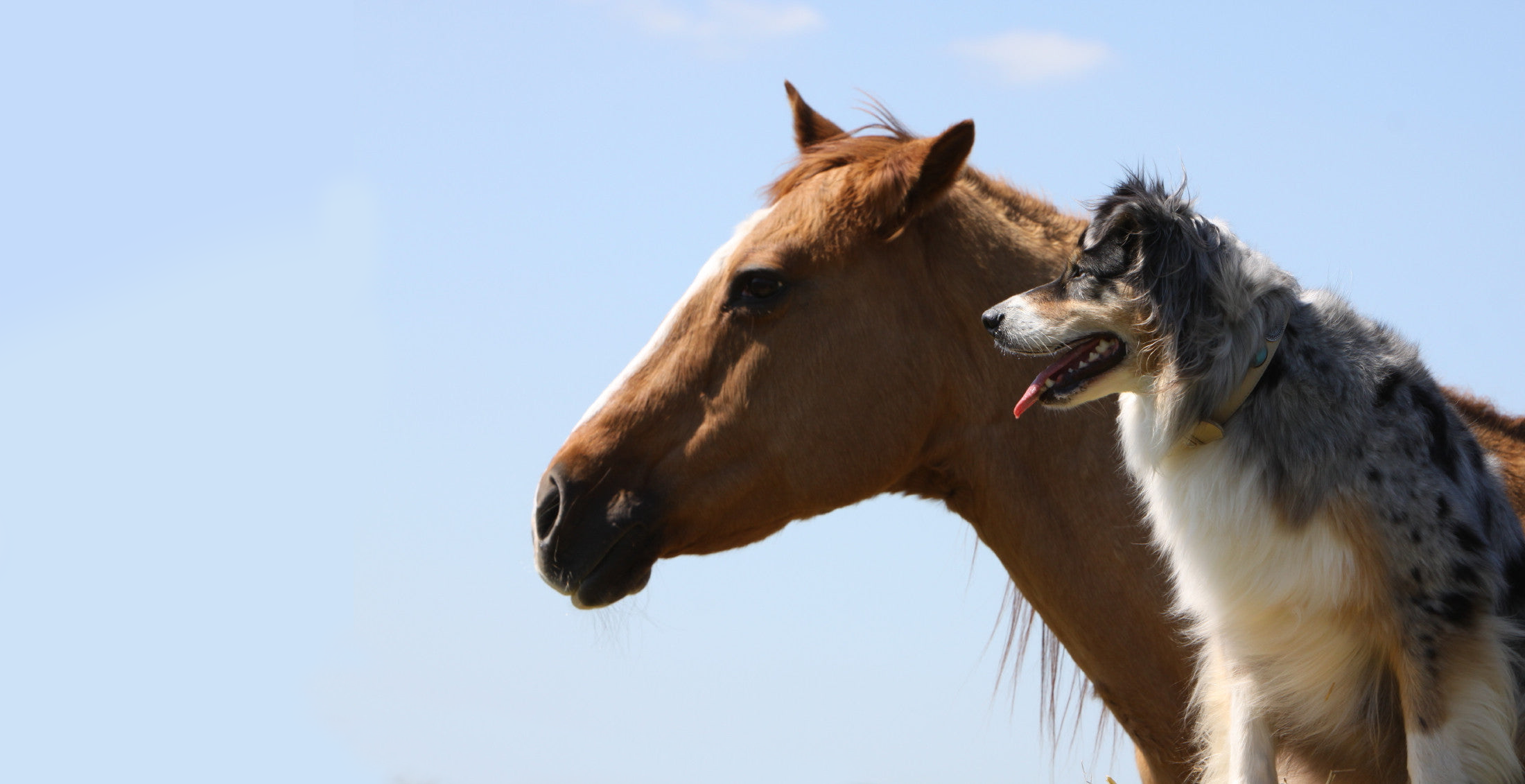 Horse and dog on a sunny day.