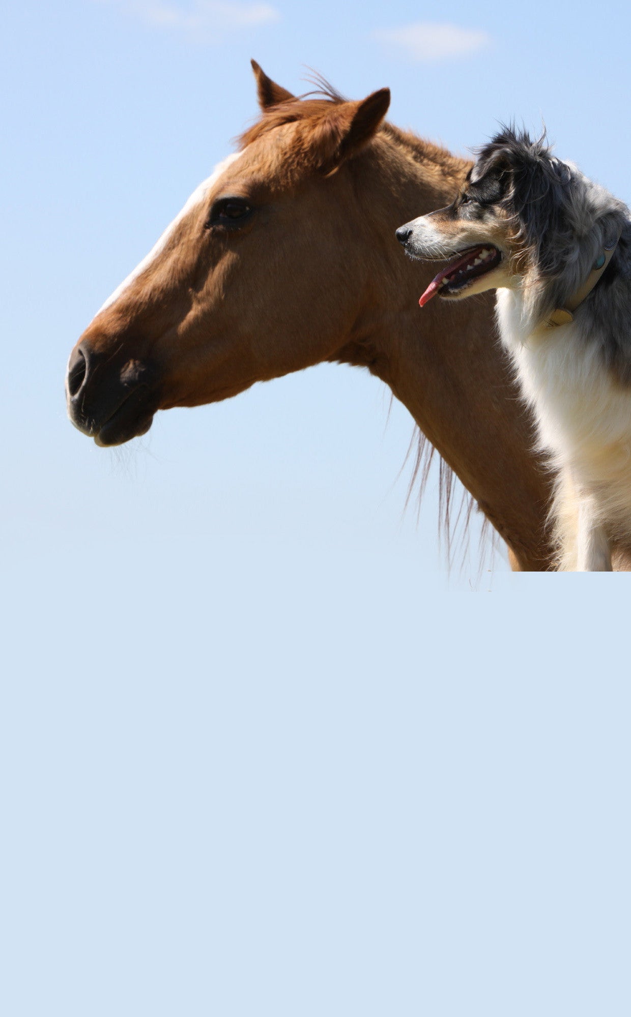 Horse and dog on a sunny day.